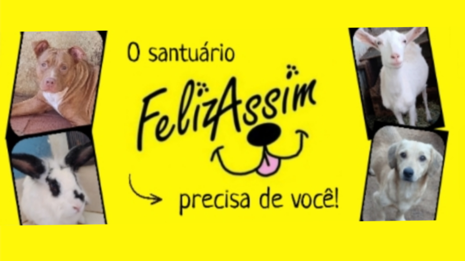Auxiliar de divulgação 